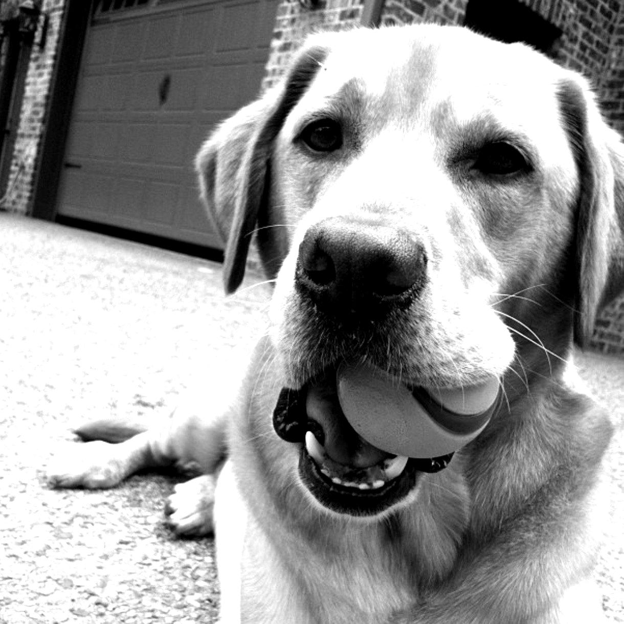 //www.trusttree.com/wp-content/uploads/2021/09/Brady-blackwhite.jpg