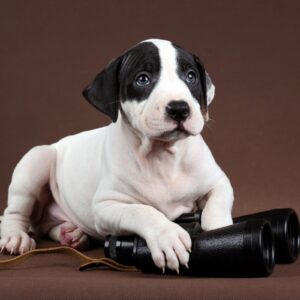 trademark search puppy
