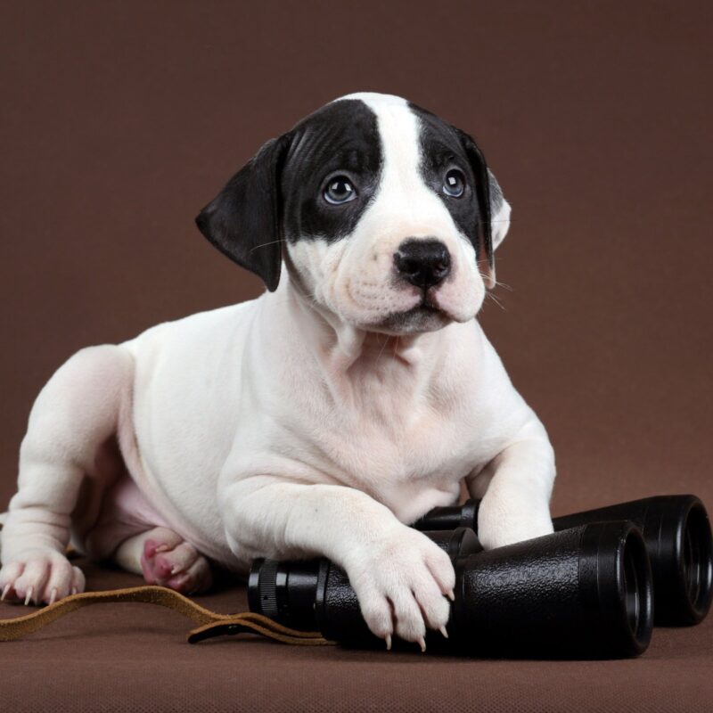 trademark search puppy
