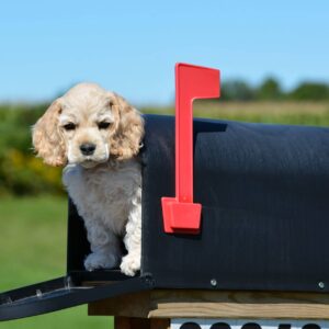 Nashville trademark lawyer dog