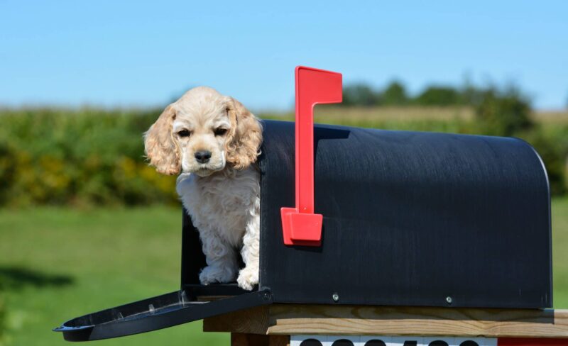 Nashville trademark lawyer dog