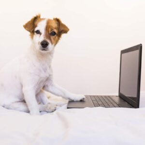 Trademark registration puppy