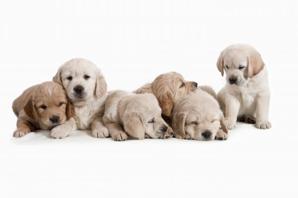Puppies