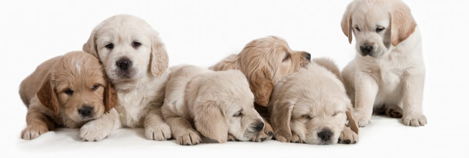 Puppies