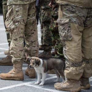 puppies disputing