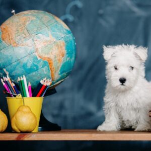 international puppy