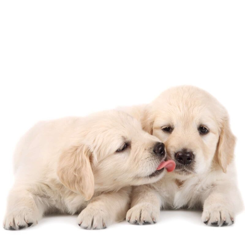 puppy assigning kisses