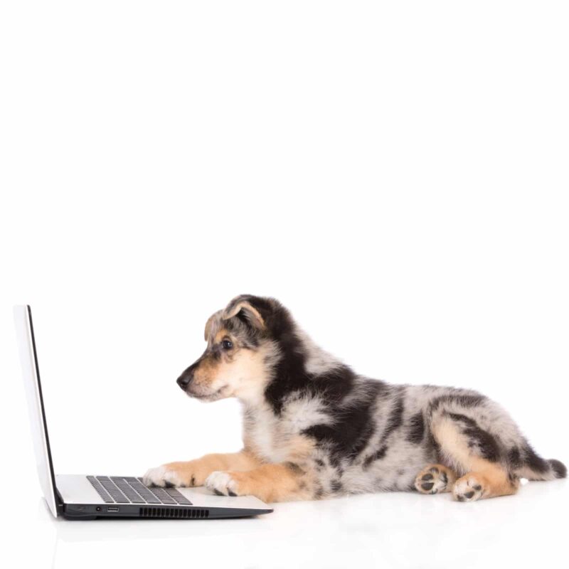 trademark filing puppy