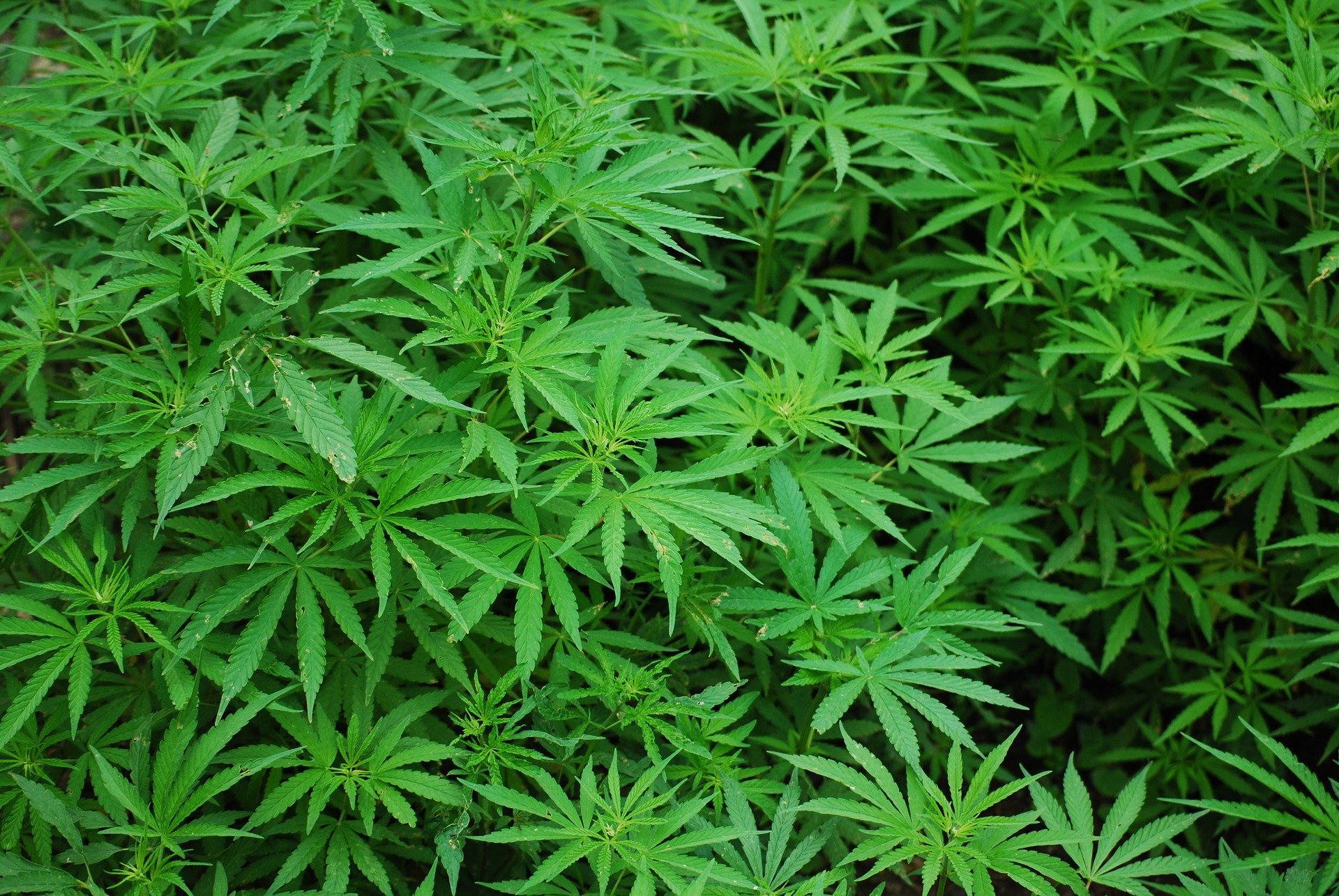 lots o pot leaves