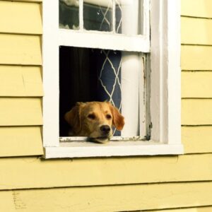 trademark monitoring puppy