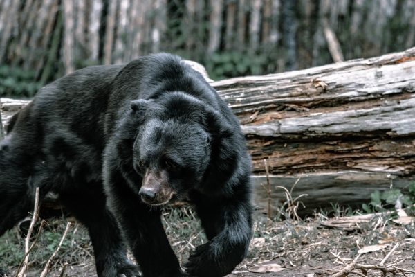 black bear