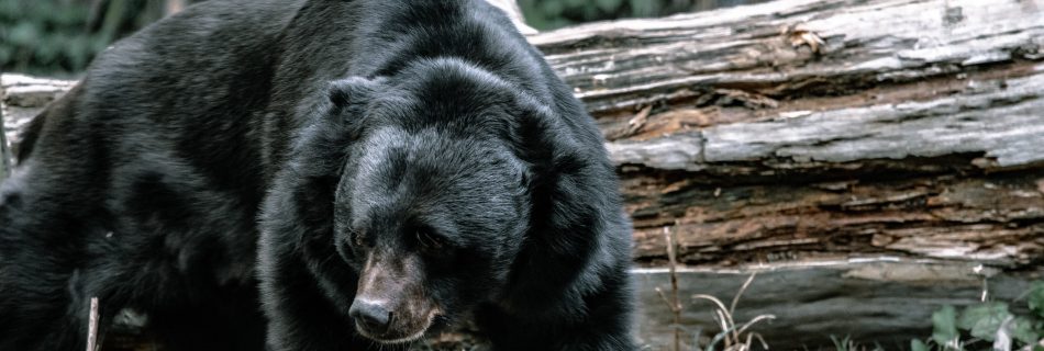 black bear